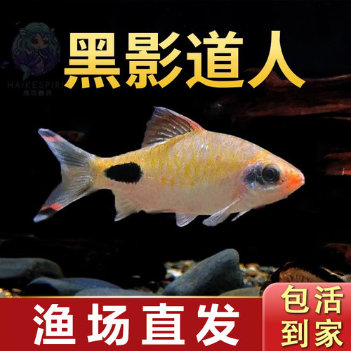 黑影道人鱼水草缸群游热带鱼