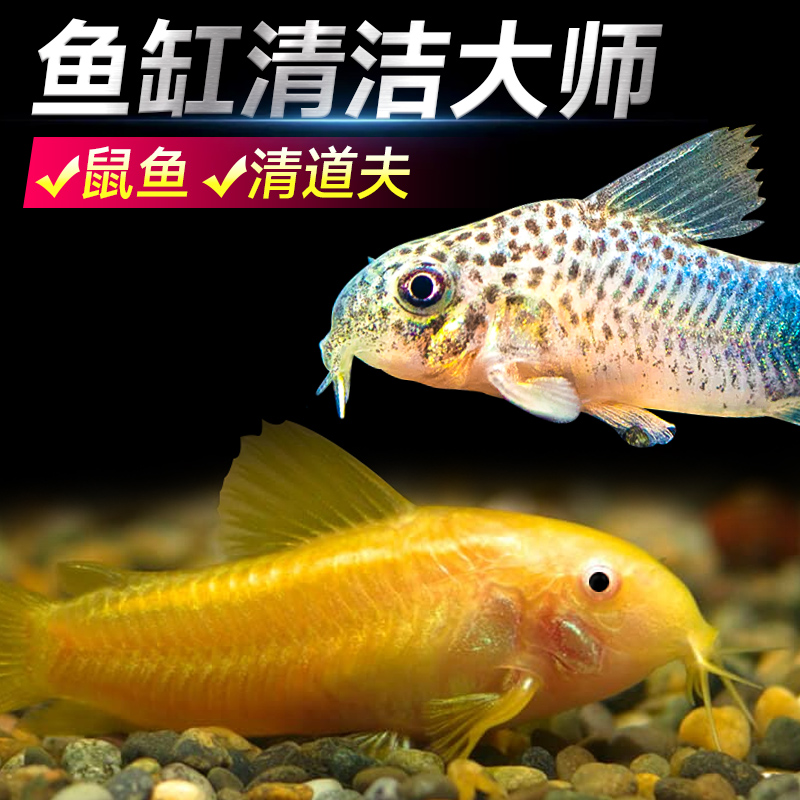 观赏鱼清道夫金苔鼠热带鱼除藻工具淡水好养清洁粪便活体鱼孔雀鱼