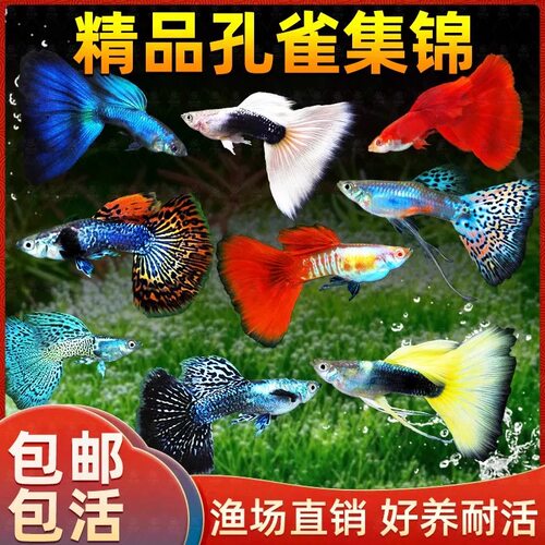 观赏孔雀鱼活体热带小型淡水