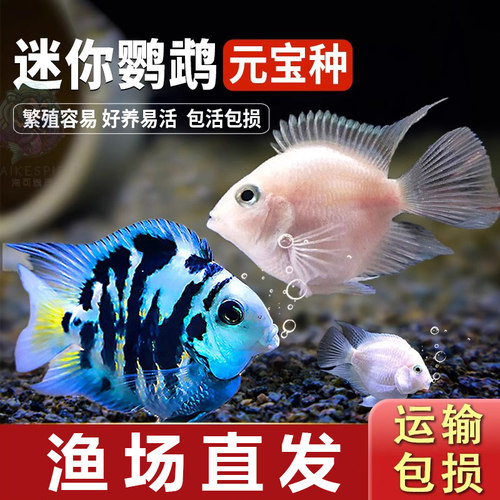 迷你鹦鹉鱼活体招财淡水观赏鱼