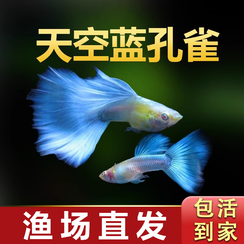精品天空蓝孔雀鱼好养耐活