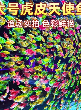 大号天使鱼观赏鱼淡水热带鱼小型鱼金鱼活鱼好养耐活七彩鱼神仙鱼
