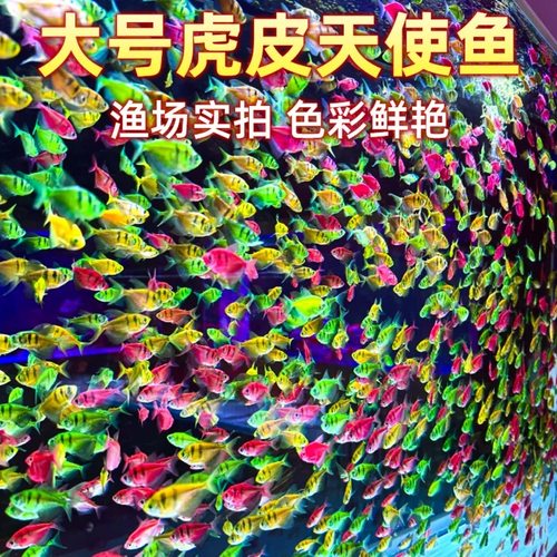 精品天使鱼小型观赏鱼活鱼淡水鱼