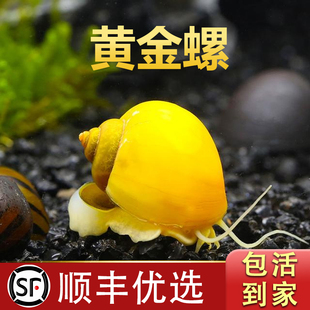 黄金螺观赏螺淡水清洁螺苹果螺鱼缸活体除藻大号黑金刚螺工具螺