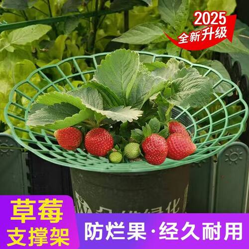 草莓托水果草莓种植立体架托盘果实支撑架田园果实防烂绿植支撑架