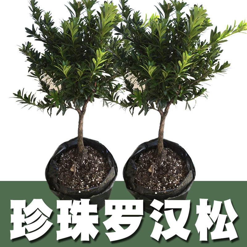黑珍珠圆叶罗汉松盆景原生短叶树苗 正宗珍珠罗汉松下单即送造型线生根粉肥料 花满都花卉旗舰店 淘优券 黑珍珠圆叶罗汉松盆景原生短叶树苗 正宗珍珠罗汉松下单即送造型线生根粉肥料 花满都花卉旗舰店 淘优券