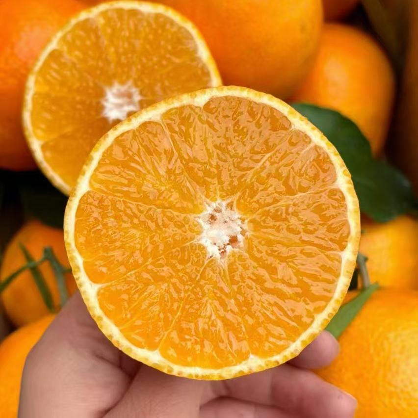 四川眉山果冻橙38号新鲜孕妇