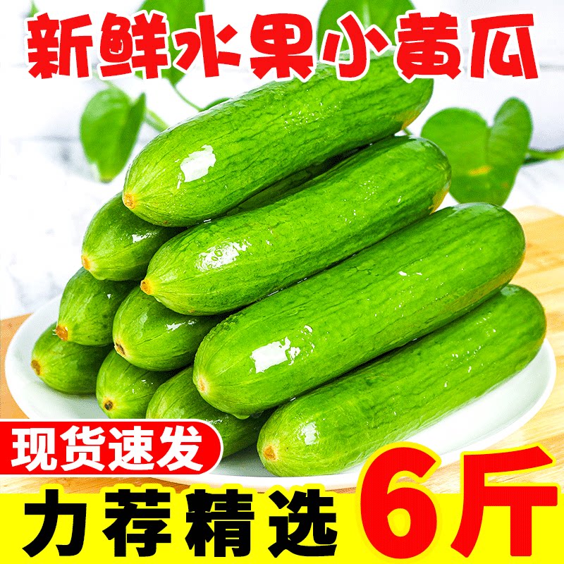 水果小黄瓜新鲜生吃5斤荷兰小青瓜现摘当季蔬菜旱乳黄瓜6应季包邮