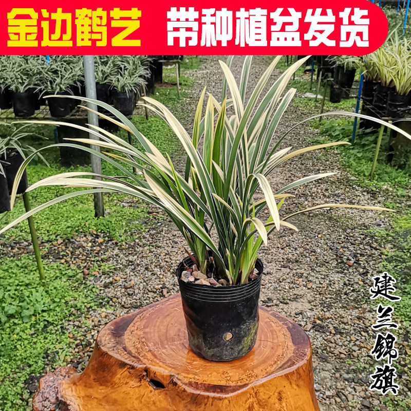翁源锦旗金边鹤艺兰花带花苞建兰系列四季兰浓香原盆发货盆栽植物