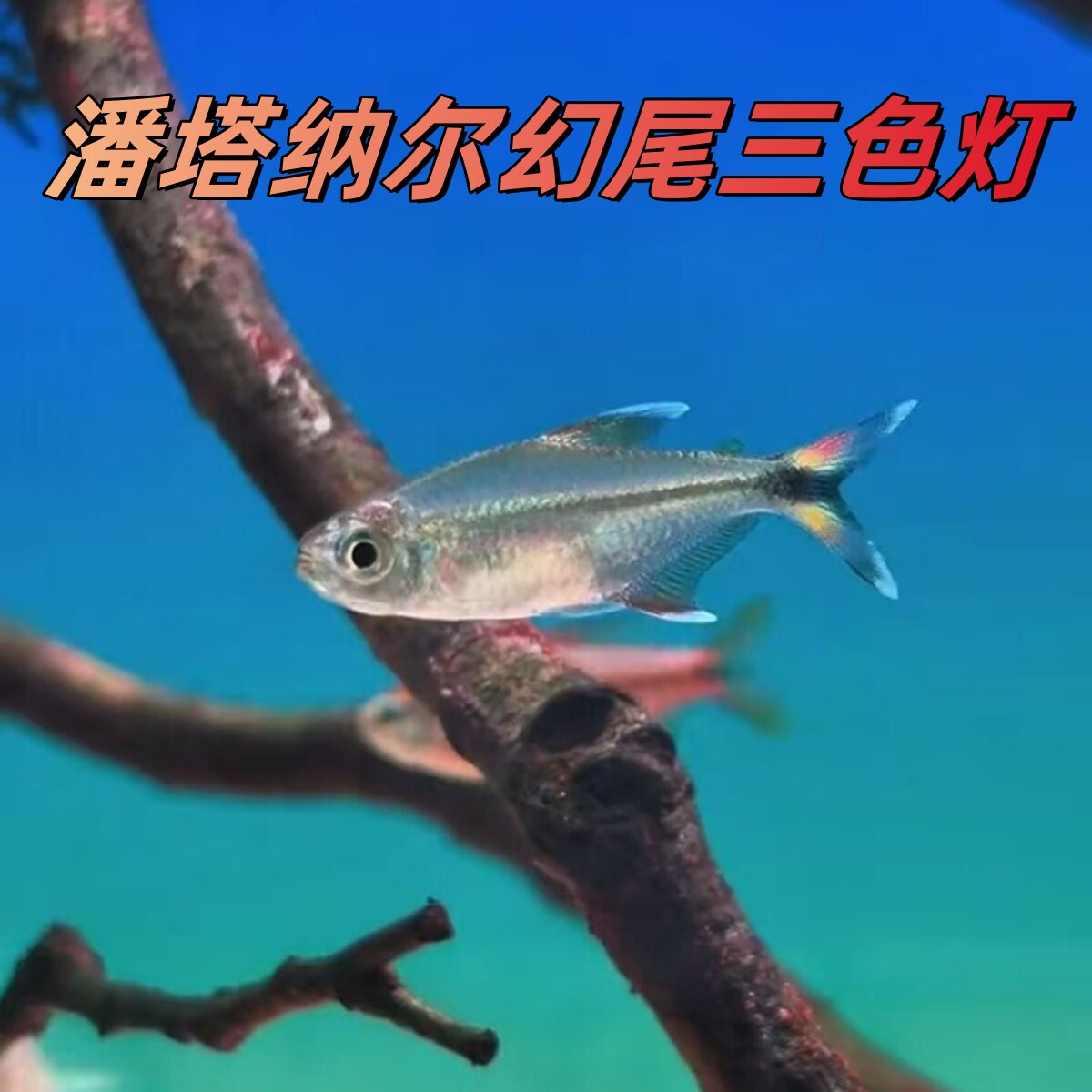潘塔纳尔幻尾三色灯鱼小型鱼淡水热带鱼高端稀有灯科鱼群游鱼活体