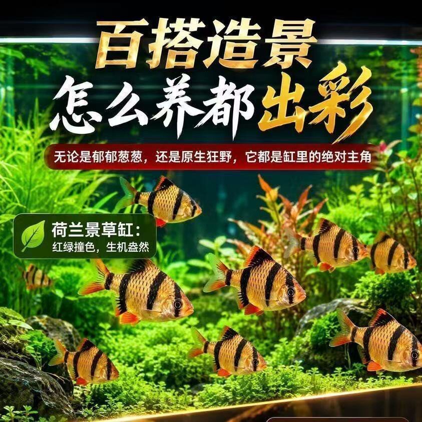 虎皮鱼热带鱼闯缸鱼四间虎皮鱼