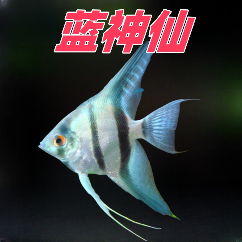 蓝神仙燕鱼神仙鱼蓝魔鬼金仙七彩神仙水族热带鱼淡水观赏鱼活体鱼