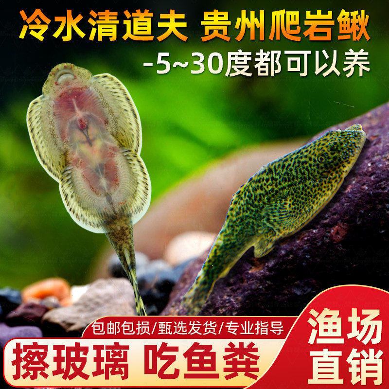 贵州爬岩鳅双吸盘冷水清道夫琵琶鱼除藻擦玻璃不加温小提琴原生鱼