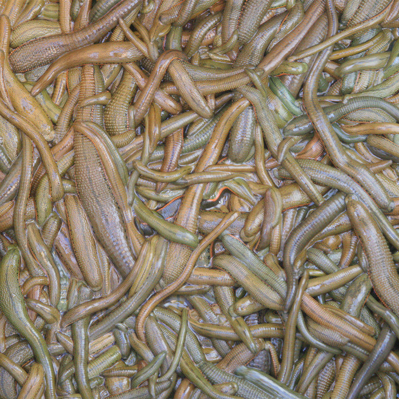 水蛭活体菲牛蛭 吸血蚂蟥 医药