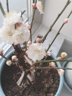 梅花老桩盆景花卉龙游梅客厅阳台室内外耐寒绿植2026年开品自家种