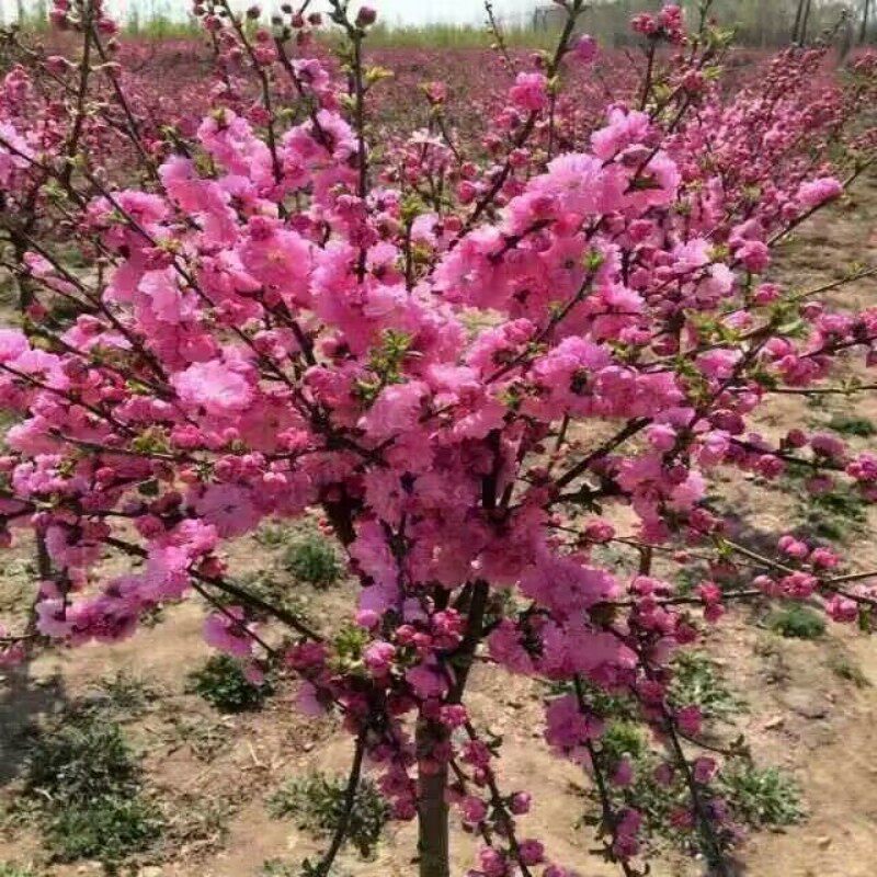 耐寒红梅花苗绿梅腊梅榆叶梅老桩盆景梅花树室内阳台盆栽花卉树苗