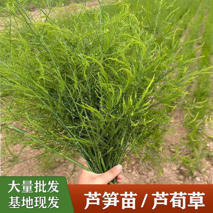芦荀草芦笋草鲜切枝婚庆布置手捧花束节日现场布置花草基地现发