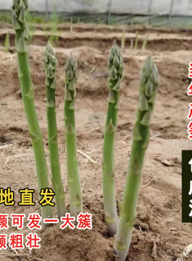 芦笋苗芦笋根苗绿色紫色水果芦笋四季庭院阳台蔬菜盆栽多年根生