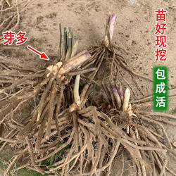 芦笋苗芦笋根苗带土芦笋秧苗青芦笋紫色水果芦笋盆栽阳台四季蔬菜
