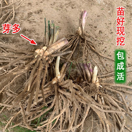 芦笋苗芦笋根苗带土芦笋秧苗青芦笋紫色水果芦笋盆栽阳台四季蔬菜