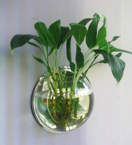 挂在架放亚克挂壁餐厅花瓶墙上花盆壁挂水培吊兰式挂墙力绿萝装饰