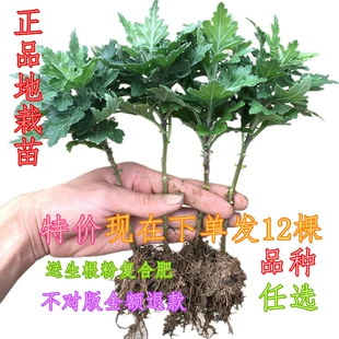 四季 12棵 杭州白菊食用菊花盆栽室内观花绿植物 大菊花苗 肥料