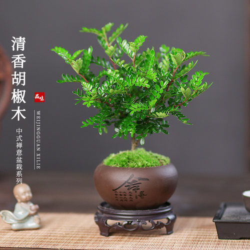 清香胡椒木盆栽桌面绿植盆景