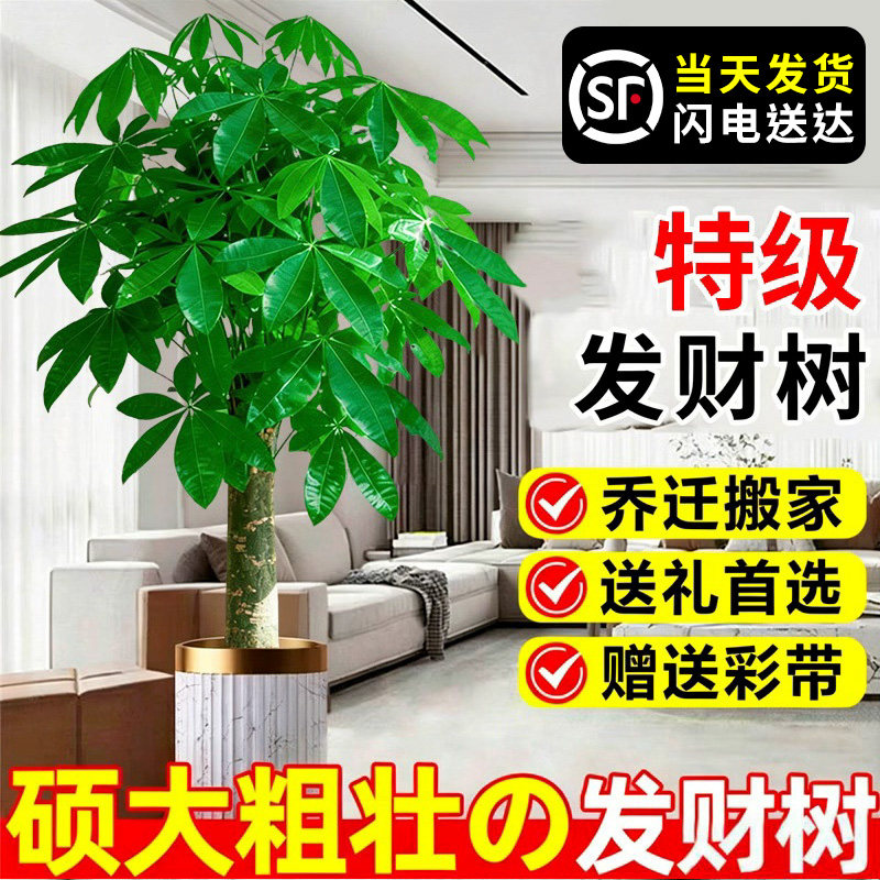 送货上门 发财树客厅大盆栽室内大型绿植落地旺宅树乔迁开业送礼