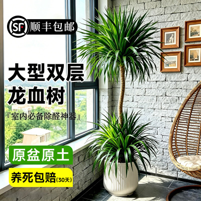 送货上门龙血树盆栽旺宅大绿植