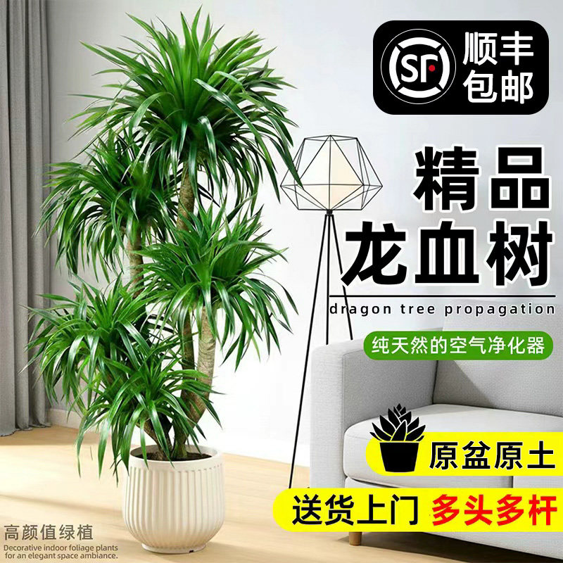 送货上门 龙血树客厅高级感绿植室内大型轻奢盆栽好养植物龙须树