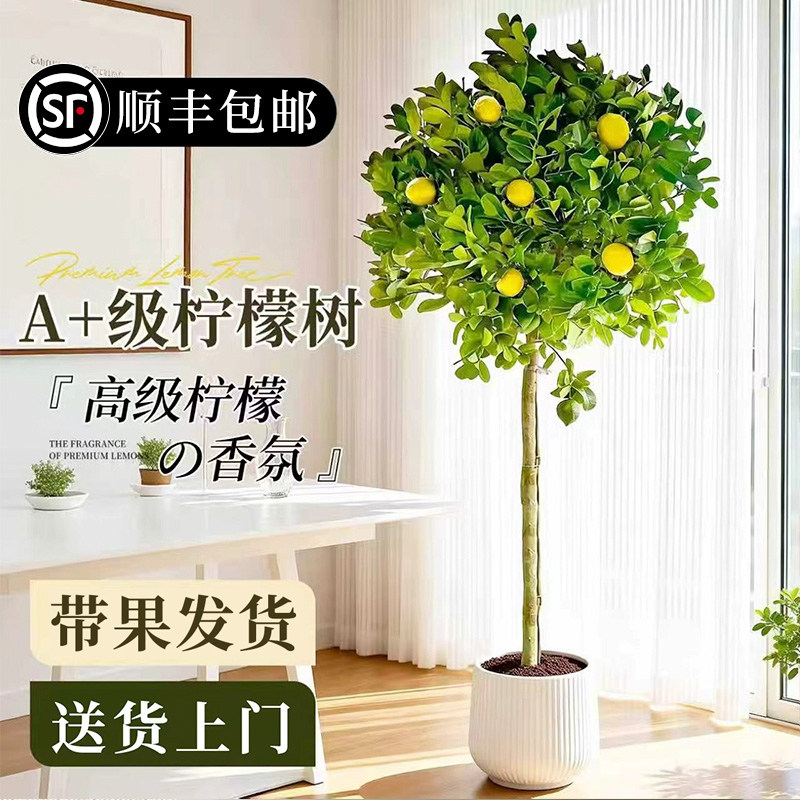 送货上门 香水柠檬树大盆栽果期带果可食用室内大型落地好养绿植
