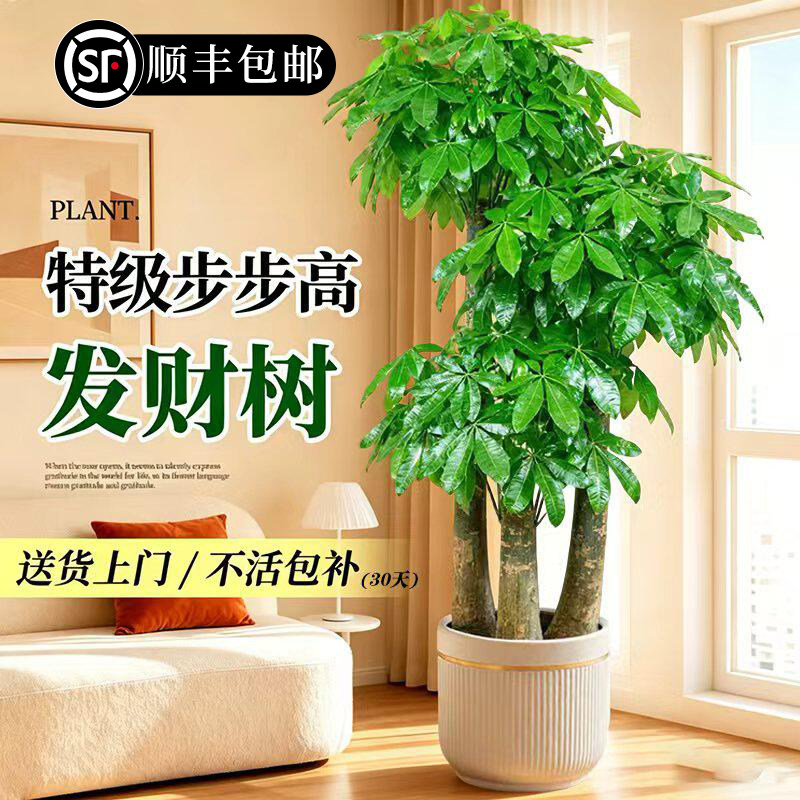 三杆步步高发财树客厅大盆栽乔迁之喜真绿植开业送礼旺宅大型盆景