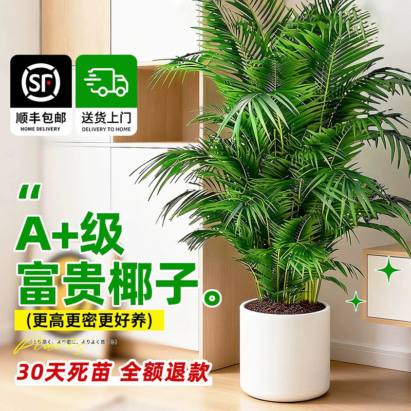 送货上门 富贵椰子盆栽大型绿植室内落地好养植物散尾葵凤尾竹子
