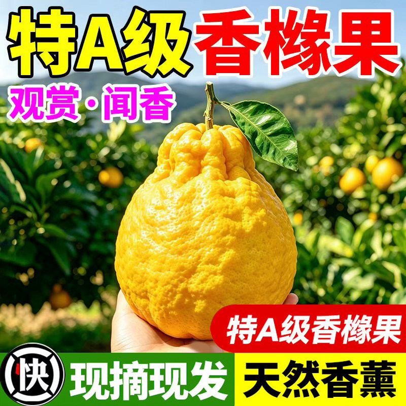 云南高山香橼果新鲜现摘清供室内闻香观赏果桌面绿植盆栽天然香薰