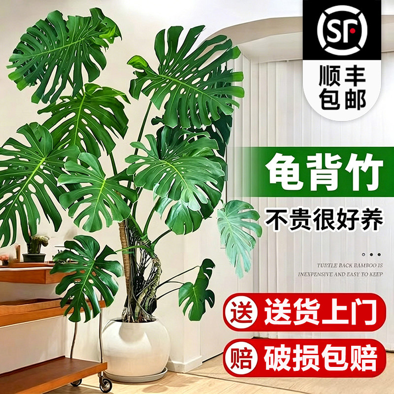 龟背竹提根大盆栽大叶老桩大型室内客厅落地绿植物高端大气上档次