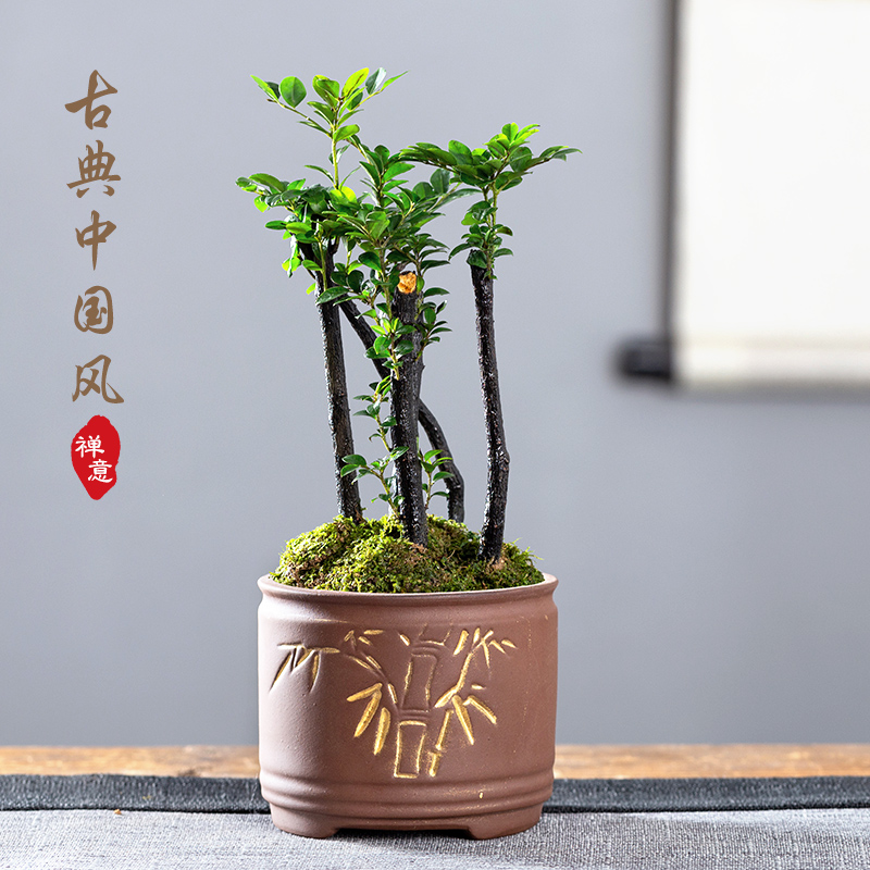 小叶紫檀盆景植物花卉好养四季常青办公室内桌面绿植老桩树苗盆栽