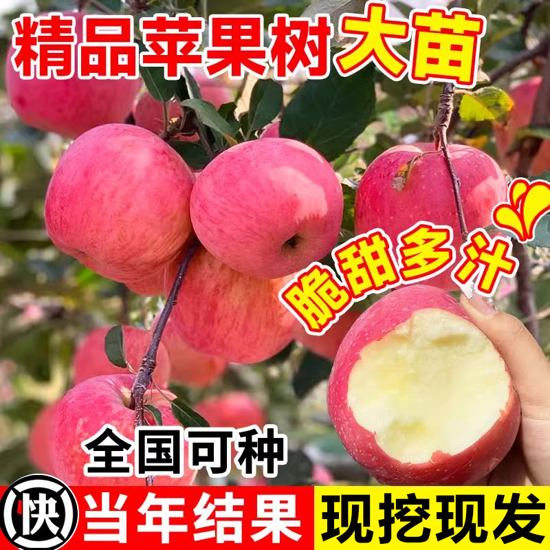 红富士苹果树苗南北方庭院种植