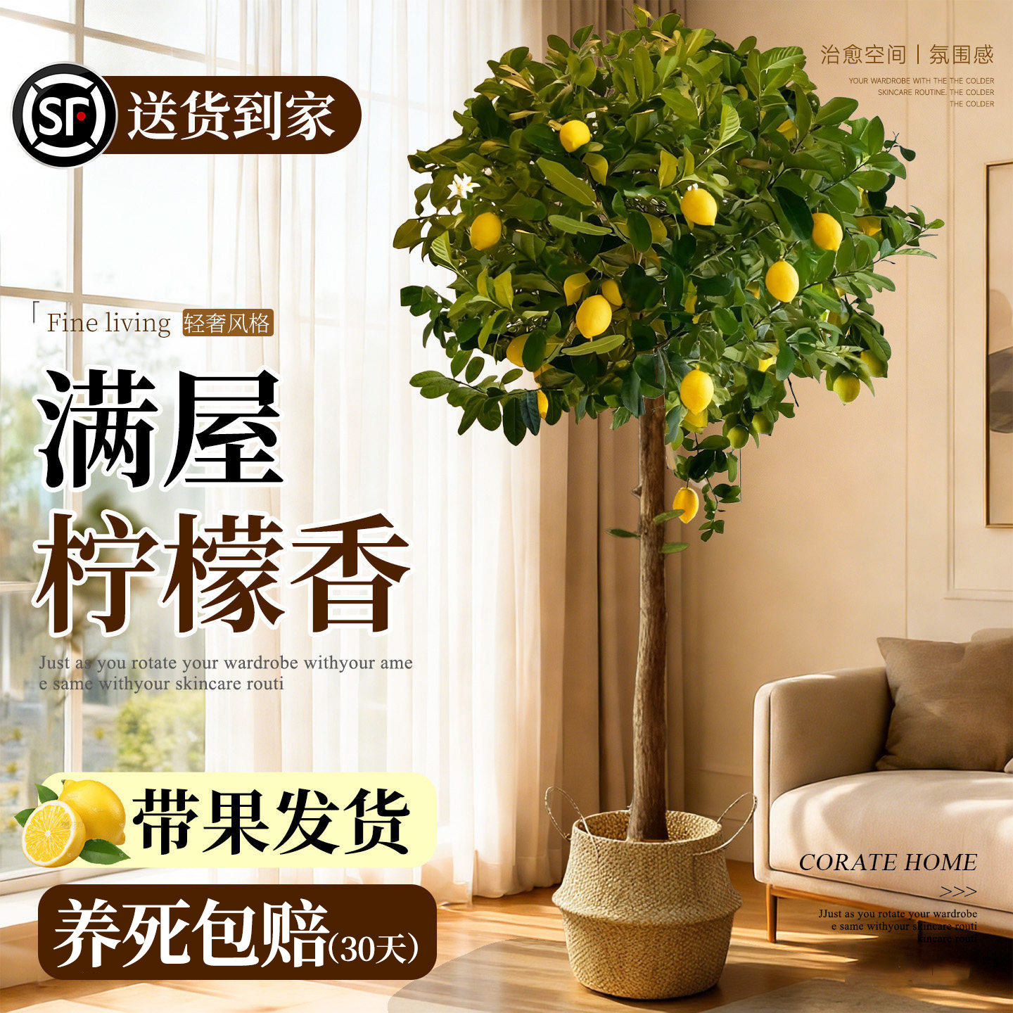 香水柠檬树盆栽带果可食用客厅阳台好养旺宅绿植室内落地大型植物