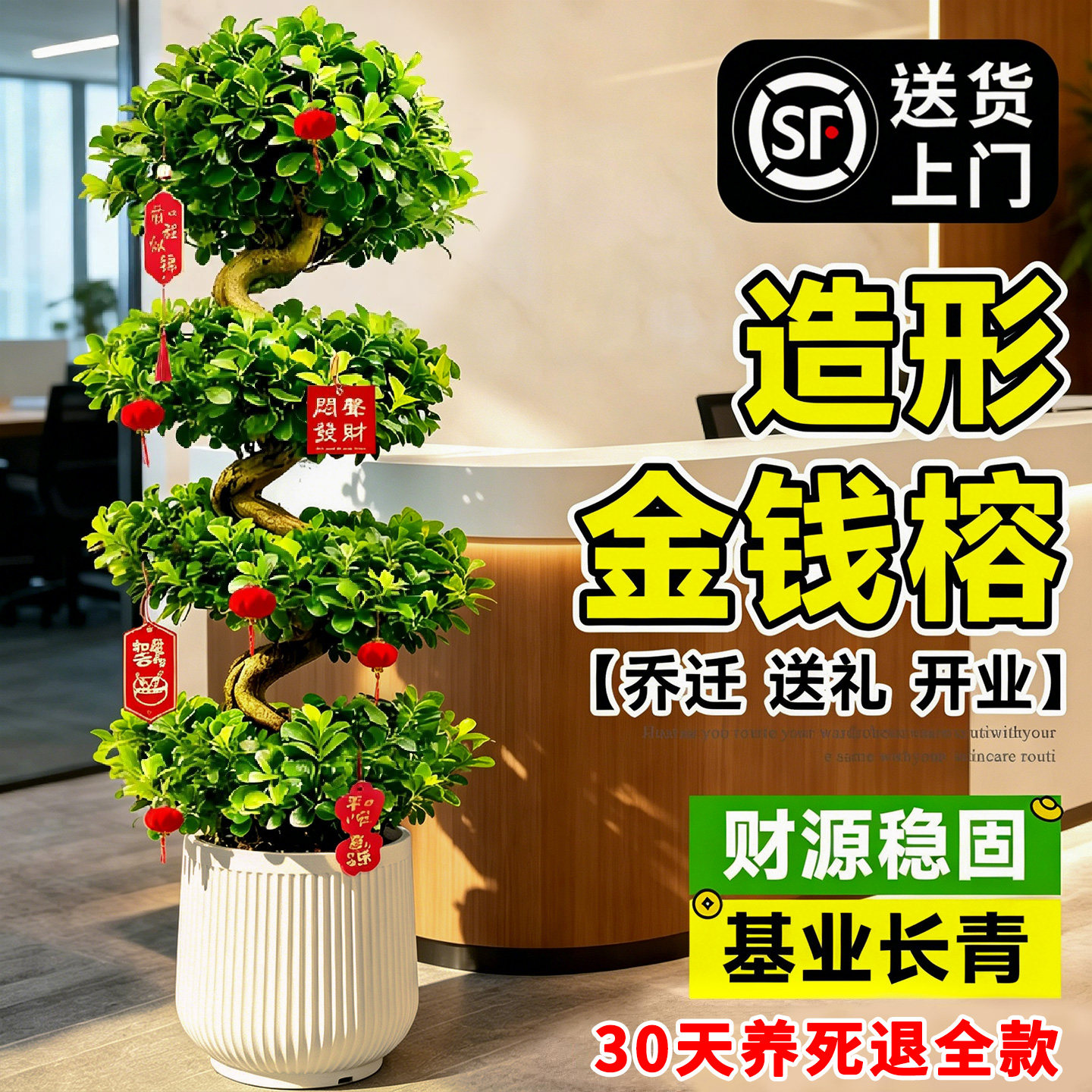 送货上门 造型金钱榕大盆栽龙形榕树室内落地绿植旺宅树大型植物