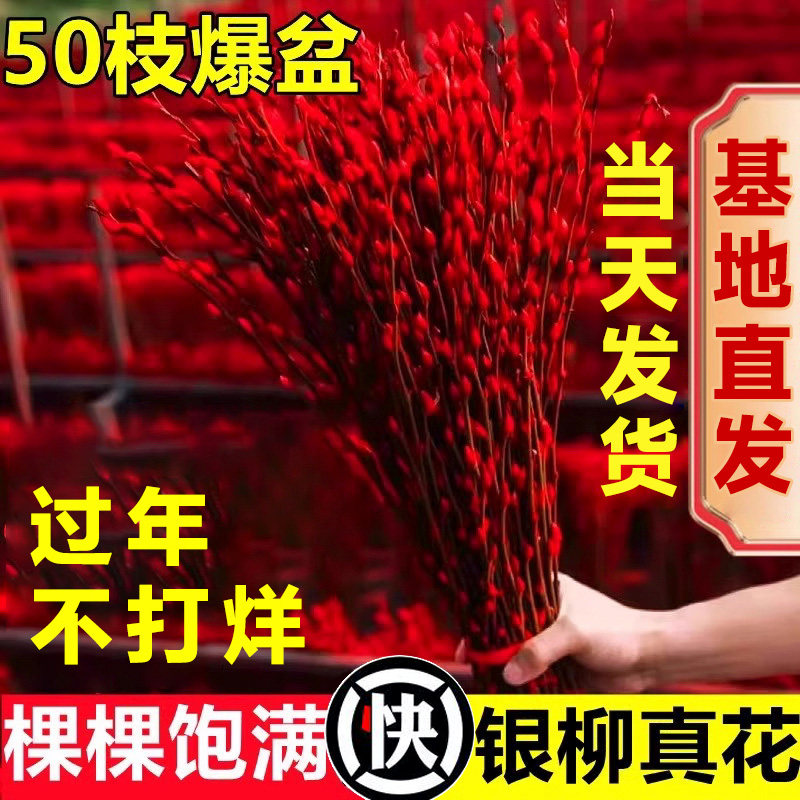 银柳干花鲜枝真花批发红色年宵花卉室内装饰客厅摆设摆件水培植物,鲜花速递/花卉仿真/绿植园艺,时令草本花卉,淘宝优惠券,粉丝福利购,淘宝优惠卷