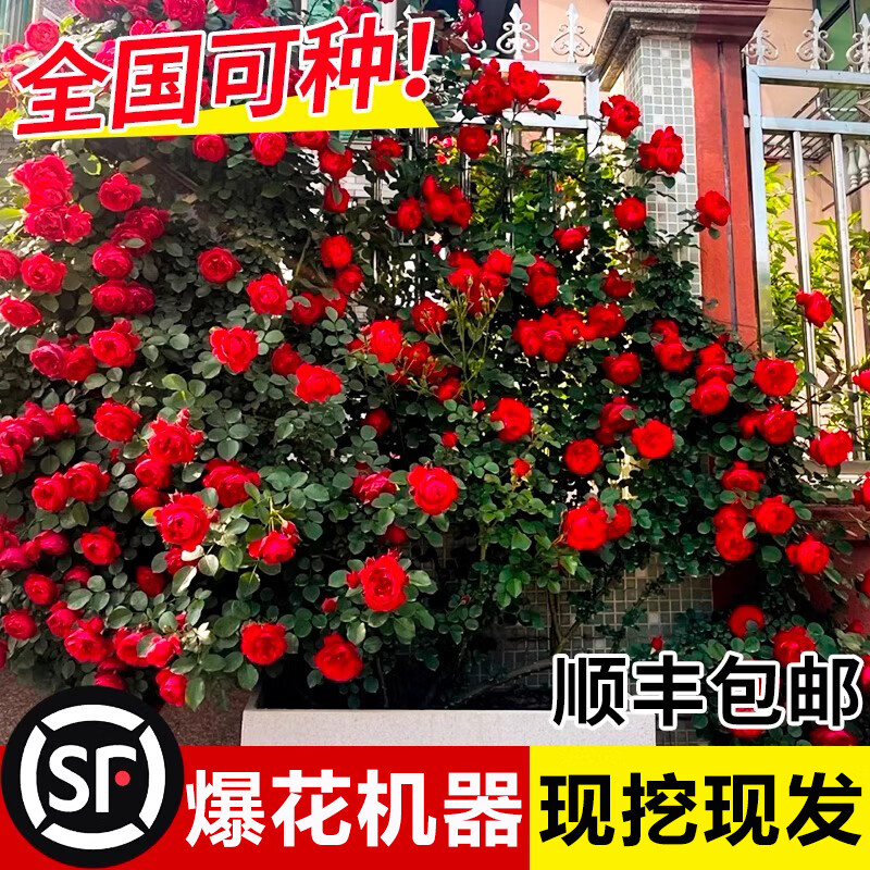 蔷薇花苗四季开花爬藤月季盆栽