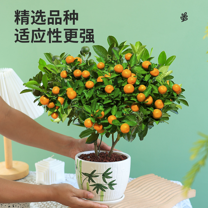 四季金桔树苗盆栽带果可食用植物室内花卉阳台观赏小橘子绿植好养