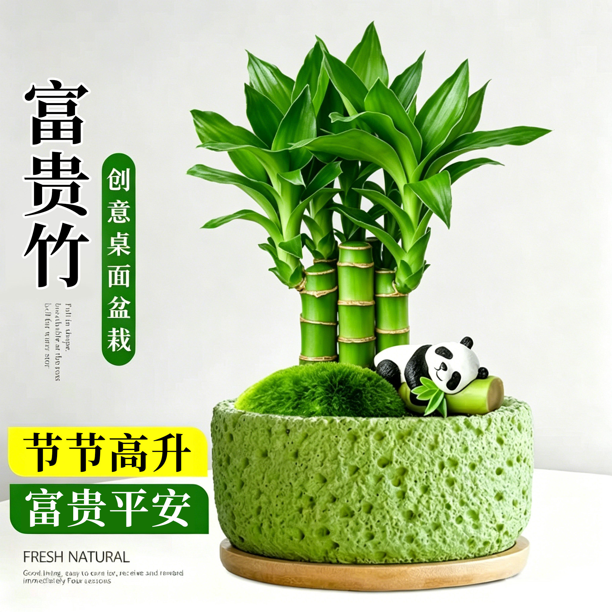 富贵竹室内盆栽步步高桌面植物节节高客厅好养活文昌竹绿植小盆景