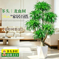 Door-to-door delivery of dragon's Blood tree, a high-end green plant for the living room, a large indoor light luxury potted plant that is easy to care for, the Dragon's Beard tree thumbnail 4