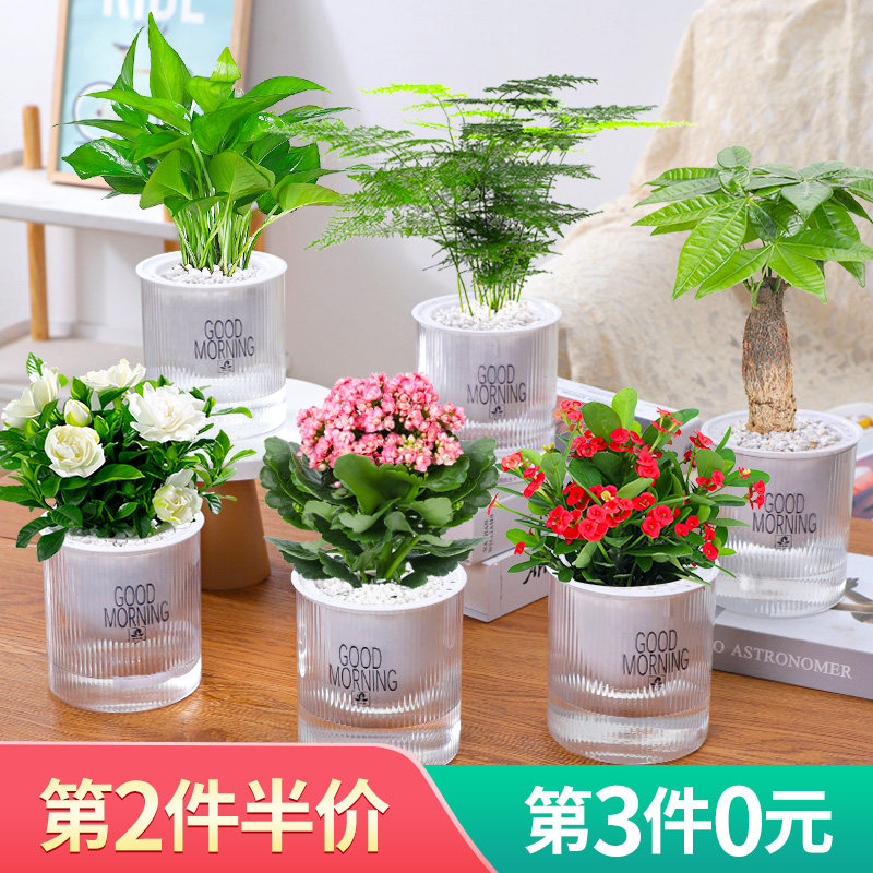 绿萝发财树多肉文竹盆栽植物办公室内花卉小绿植水培甲醛好养吸除怎么看?
