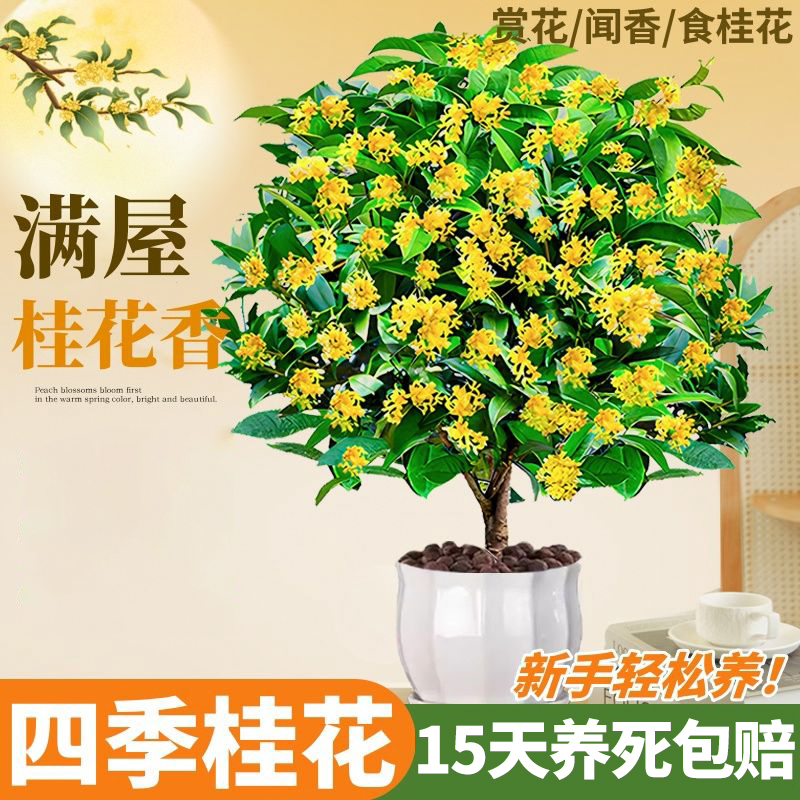 桂花树苗盆栽植物浓香型四季懒人花卉室内好养客厅桌面绿植小盆景