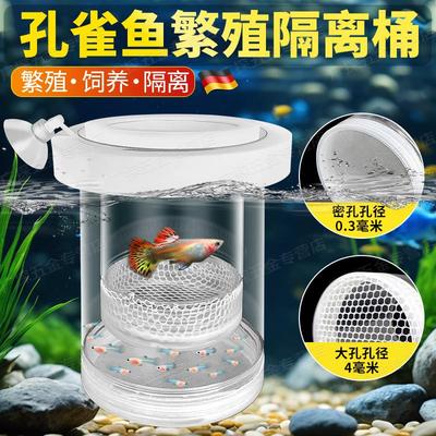 鱼缸繁殖隔离盒孔雀小苗分
