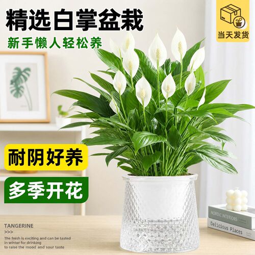 特大号白掌水培易养绿植物盆栽