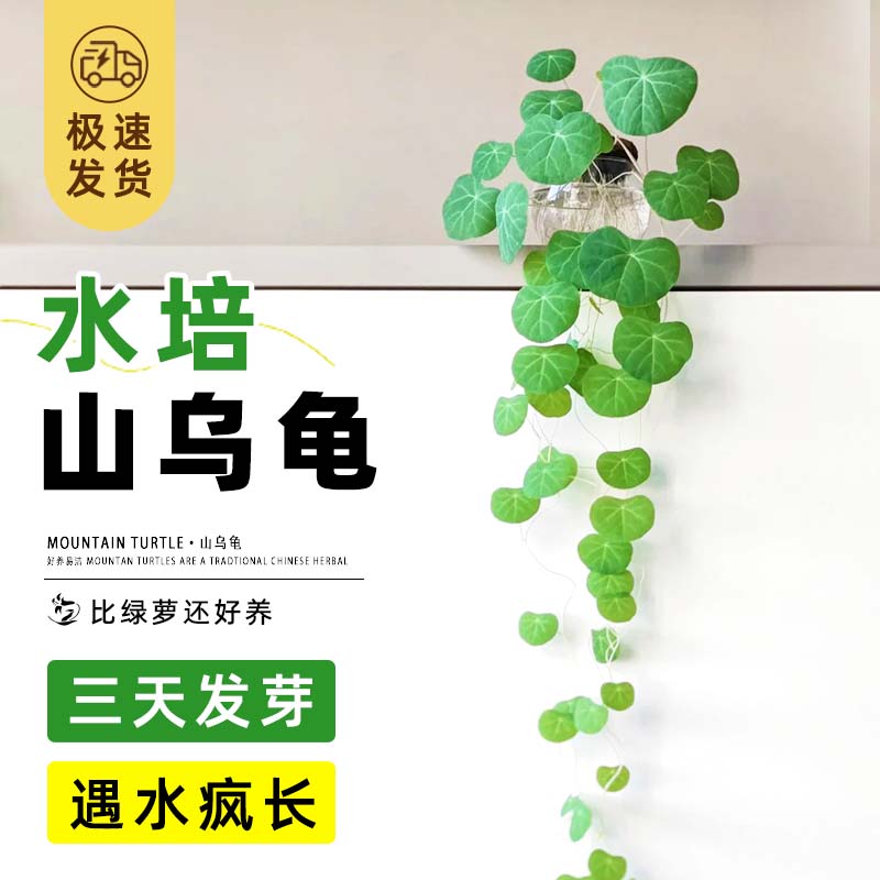 庞贸爬藤植物一叶龟盆栽绿植