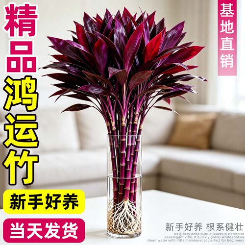 水培富贵竹紫竹室内绿植招财